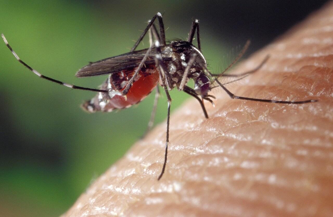Patent applications and patents proposing new solutions for diagnosis, prophylaxis and treatment of Chikungunya and Zika can benefit of priority examination